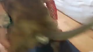 Худышка забавляется еблей с собакой